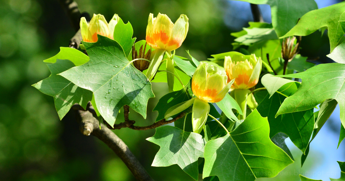 americky tulipanovnik